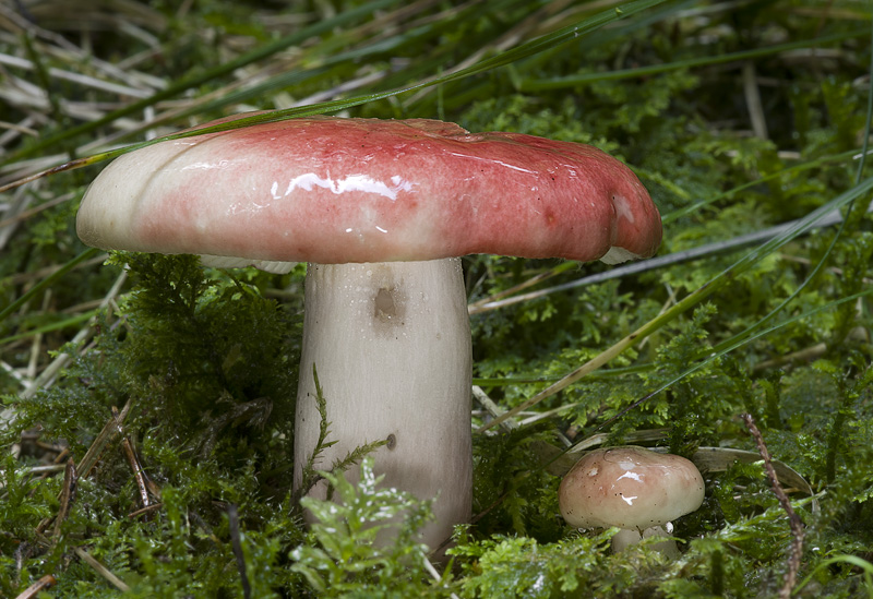 Russula sanguinaria